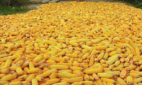 Maize (Corn)